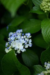 梅雨に鮮やかな紫陽花