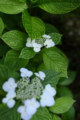 梅雨に鮮やかな紫陽花
