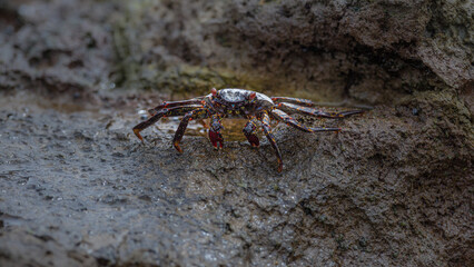 Sally Lightfoot crab (Grapsus grapsus) on rock at the Pacific coast of northern Chile