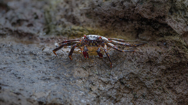 Sally Lightfoot crab (Grapsus grapsus) on rock at the Pacific coast of northern Chile © Chris