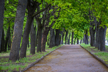 Alley in the spring park. Green young foliage of maples