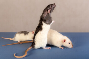 studio portrait of a domestic rats