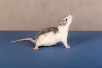 studio portrait of a domestic baby rat