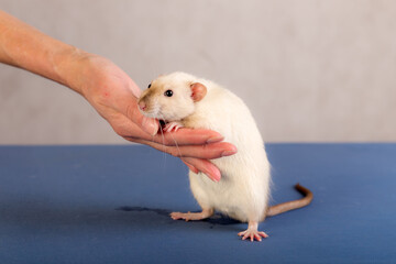 communication of a person with a white domestic rat