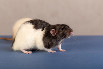 portrait of a domestic rats