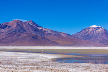 The white salt-flat and salt lake Salar Surire with foraging Flamingo's and volcano's in the...