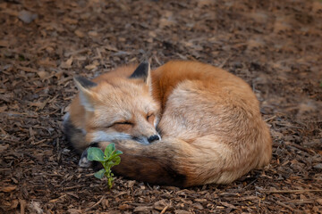 Sleeping fox - Powered by Adobe