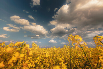 Żółto złociste kwiaty rzepaku na tle błękitnego z chmurami nieba. Rzepakowy krajobraz.