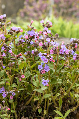 Geranium palustre L. Flowers of swamp geranium. Spring floral background.