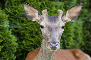 Portret młodego jelenia z bliska © neskama