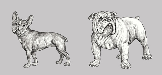 French and english bulldogs drawing. Handmade isolated pencil illustration with dogs.	
