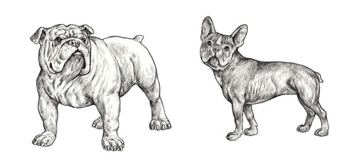 French and english bulldogs drawing. Handmade isolated pencil illustration with dogs.