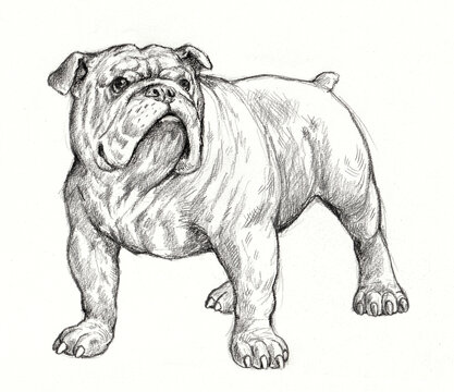 English bulldog drawing. Isolated hand made illustration with dog.