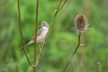Tower singer with worm and spiders
