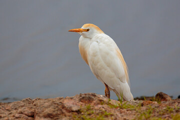 Portrait of a cattle egret (Bubulcus ibis) against grey background
