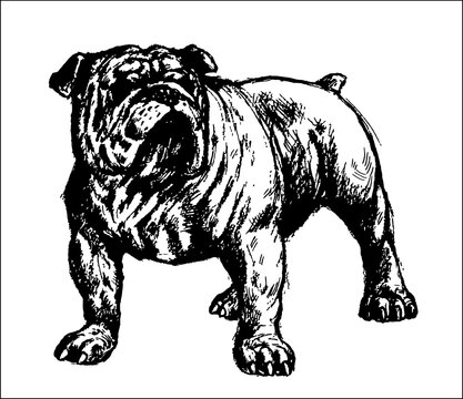 English bulldog silhouette drawing. Isolated vector illustration with dog.