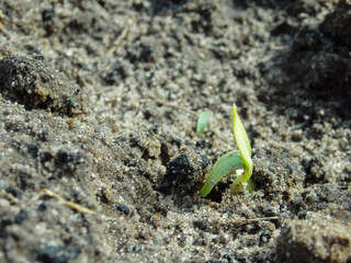 The first sprout of zucchini on the field close-up. Sprouted squash at sunrise, cotyledons. Gardening concept. A sprout of squash from cotyledon leaves. Macro photography.