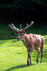 Naklejka na ściany i meble Deer on a lawn in the Carpathians, Romania