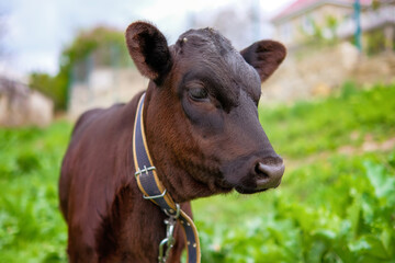 Naklejka premium Brownish cattle looking at the camera in a green lawn