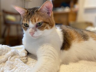 Beautiful 2 years old Ms. Macaron, Japanese tabby at home chilling on bed, year 2022 June Tokyo Japan