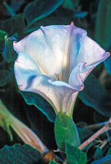Datura