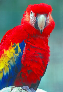 Scarlet Macaw
