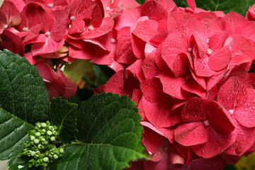 Hydrangea flowers with water drops, close up