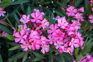 The oleander (Nerium oleander) is an evergreen woody plant