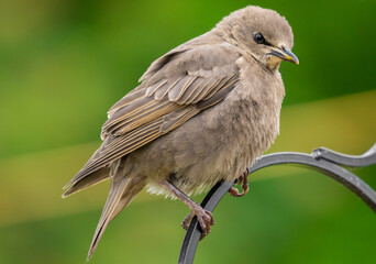 female house sparrow passer domesticus