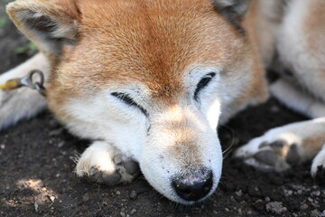 昼寝中の柴犬