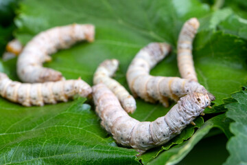 The silkworm is the larva or caterpillar of the domestic silkmoth, Bombyx mori. It is an...