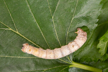 The silkworm is the larva or caterpillar of the domestic silkmoth, Bombyx mori. It is an...