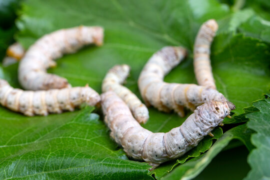 The silkworm is the larva or caterpillar of the domestic silkmoth, Bombyx mori. It is an economically important insect, being a primary producer of silk.