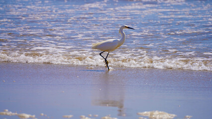 fishing bird at the Pacific Coast