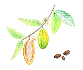 Watercolor fruits and cocoa leaves. Tropical Cacao tree, cocoa beans.Hand drawn illustration.