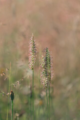 Blüten, Gräser, Wiese, Juni,