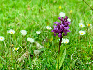 Meadow with purple Early-Purple Orchid and Common Daisy flowering in nature reserve in late spring