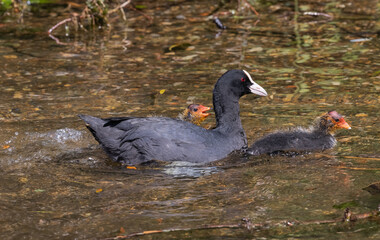 Bl&auml;sshuhn mit Jungen im wasser