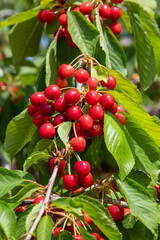 Fresh cherry fruit in cherry tree, Spil mountain - Turkey