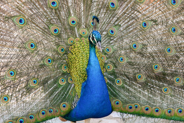 Obraz premium Peacock at the monastery of Saint Naum in Macedonia