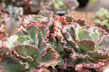 Folded green succulent leaves，Echeveria 'Meridian'