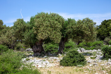 Ancient olive trees forest - 509753247