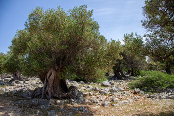 Ancient olive trees forest - 509753291