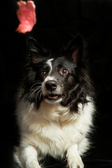 portrait of black and white border collie dog on black background