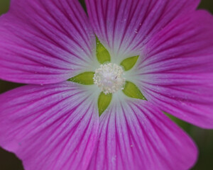 close up of a flower 