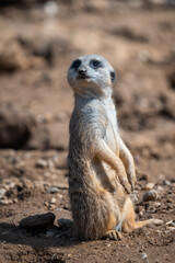 Portrait of a meerkat watching the surroundings.