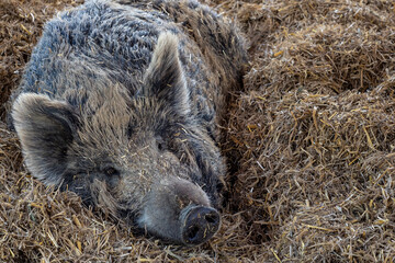 Wild boar (Sus scrofa) resting on a straw