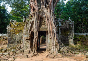 A tree roots hugging the Khmer building, Ta Som (Prasat Ta Saom), part of Khmer Angkor temple...