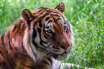 Front view of Siberian tiger lying in the grass. Panthera tigris altaica
