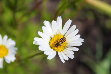 Fototapeta premium daisy flower